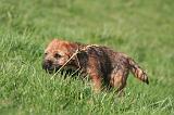 BORDER TERRIER 137